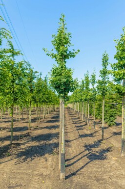 Ginkgo biloba hochstamm