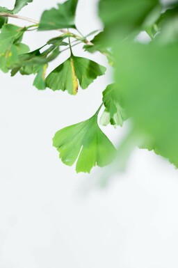 Ginkgo biloba hochstamm 4/6