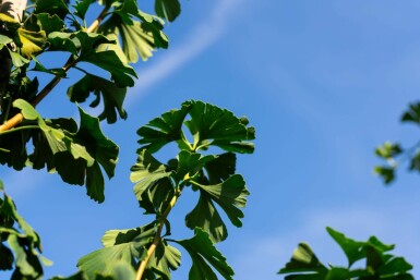 Ginkgo biloba hochstamm 4/6