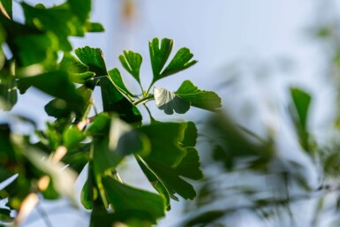 Ginkgo biloba hochstamm 4/6