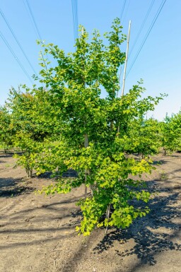 Ginkgo biloba mehrstämmig 200-250