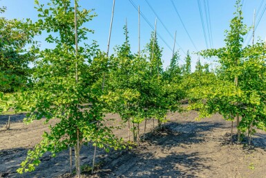 Ginkgo biloba mehrstämmig