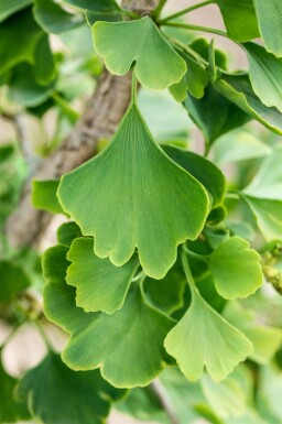 Ginkgo biloba mehrstämmig 200-250