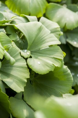 Ginkgo biloba mehrstämmig 200-250