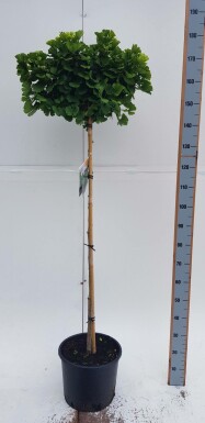 Fächerblattbaum Ginkgo biloba 'Mariken' Kugelförmig Ginkgo biloba 'Mariken' Kugelförmig