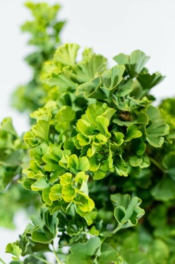 Fächerblattbaum Ginkgo biloba 'Mariken' Kugelförmig Ginkgo biloba 'Mariken' Kugelförmig