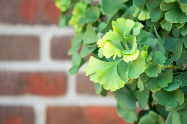 Ginkgo biloba 'Mariken' kugelförmig 90cm Stamm