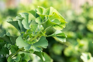 Ginkgo biloba 'Mariken' kugelförmig 90cm Stamm