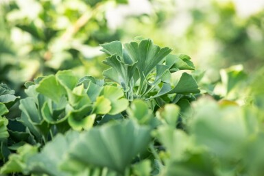 Ginkgo biloba 'Mariken' kugelförmig 90cm Stamm