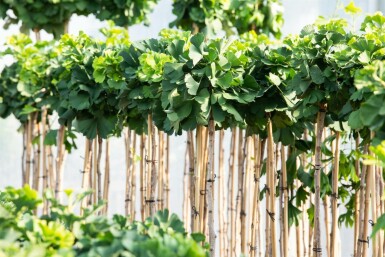 Ginkgo biloba 'Mariken' kugelförmig 90cm Stamm