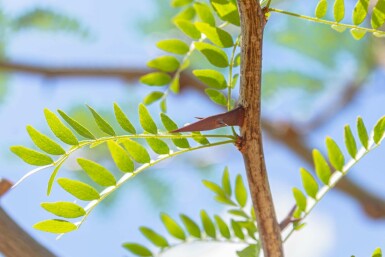 Gleditsia triacanthos hochstamm 10/12