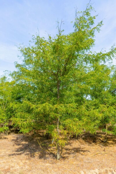 Gleditsia triacanthos mehrstämmig 200-250