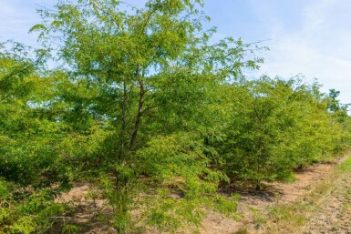 Gleditsia triacanthos mehrstämmig