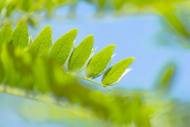 Gleditsia triacanthos mehrstämmig 200-250