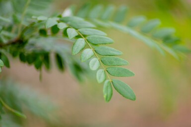 Gleditsia triacanthos f. inermis