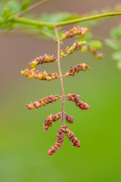 Gleditsia triacanthos f. inermis