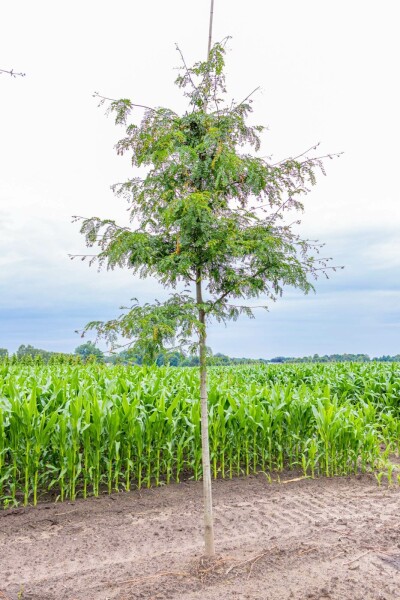 Gleditsia triacanthos f. inermis hochstamm 10/12