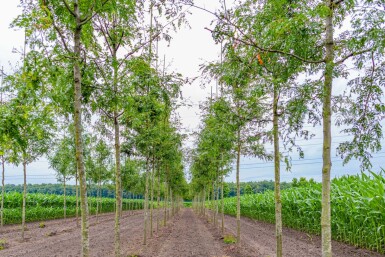 Gleditsia triacanthos f. inermis hochstamm