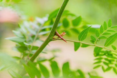 Gleditsia triacanthos f. inermis hochstamm 10/12