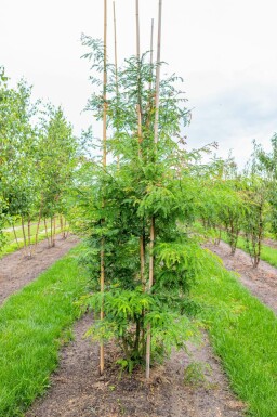 Gleditsia triacanthos f. inermis mehrstämmig