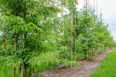 Gleditsia triacanthos f. inermis mehrstämmig