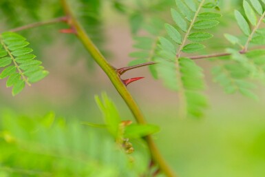 Gleditsia triacanthos f. inermis mehrstämmig 200-250