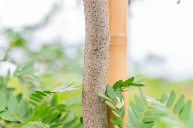 Gleditsia triacanthos f. inermis mehrstämmig 200-250