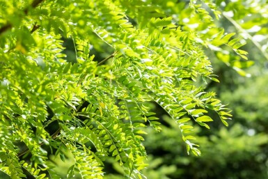 Gleditsia triacanthos 'Skyline'