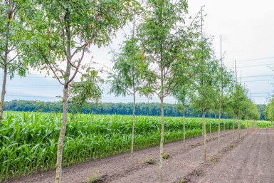 Gleditsia triacanthos 'Skyline' hochstamm