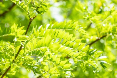 Gleditsia triacanthos 'Skyline' hochstamm 10/12