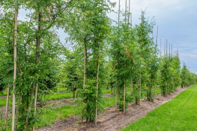 Gleditsia triacanthos 'Skyline' mehrstämmig