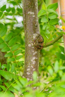 Gleditsia triacanthos 'Skyline' mehrstämmig 200-250