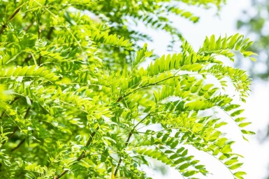 Gleditsia triacanthos 'Skyline' mehrstämmig 200-250