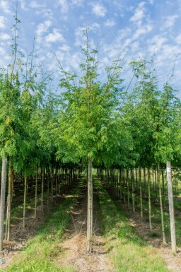 Gleditsia triacanthos 'Sunburst'