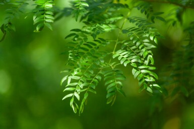 Gleditsia triacanthos 'Sunburst' hochstamm