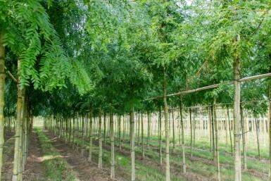 Gleditsia triacanthos 'Sunburst' hochstamm 4/6