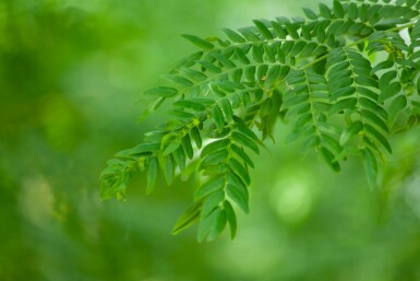 Gleditsia triacanthos 'Sunburst' hochstamm 4/6