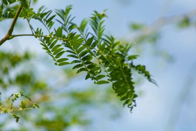 Gleditsia triacanthos 'Sunburst' mehrstämmig 200-250