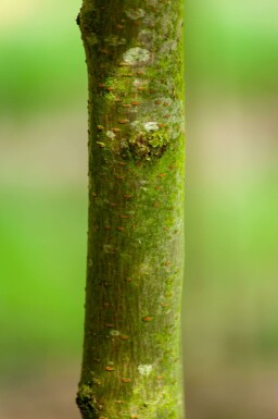 Gleditsia triacanthos 'Sunburst' mehrstämmig 200-250