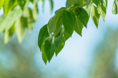 Gymnocladus dioica