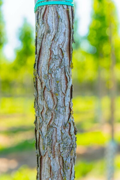 Gymnocladus dioica