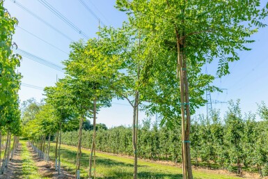 Gymnocladus dioica hochstamm