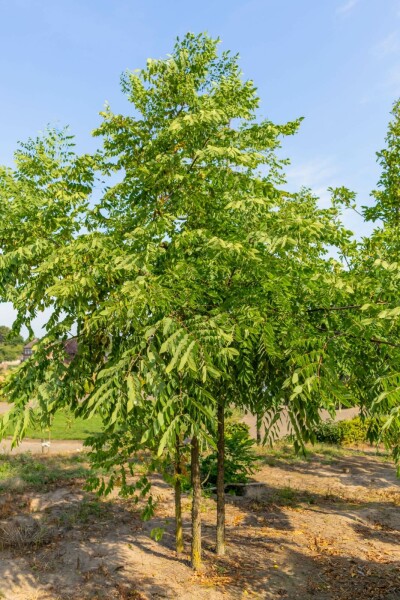 Gymnocladus dioica mehrstämmig 200-250