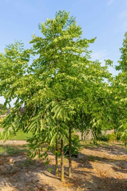 Gymnocladus dioica mehrstämmig