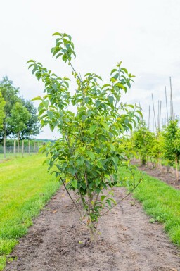 Halesia carolina mehrstämmig