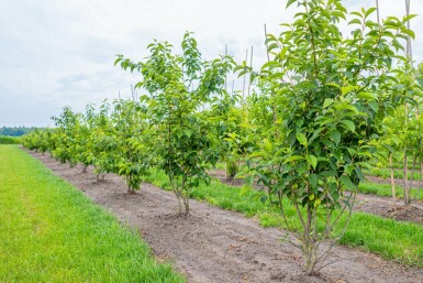 Halesia carolina mehrstämmig