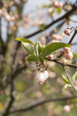 Halesia carolina mehrstämmig 200-250