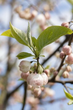 Halesia carolina mehrstämmig 200-250