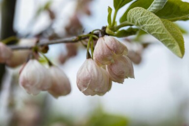 Halesia carolina mehrstämmig 200-250