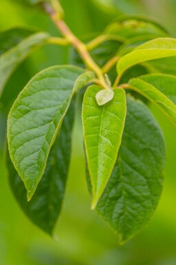 Halesia carolina mehrstämmig 200-250